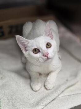 Deli Meat -  Domestic Short Hair Cat for Adoption in Westland, Michigan - Deli Meat | PetCurious
