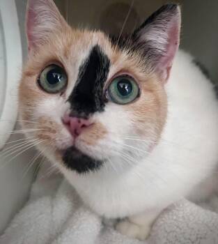 Fritter -  Domestic Short Hair Cat for Adoption in Littlestown, Pennsylvania - Fritter | PetCurious