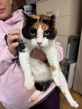 Rescue Calico Cats for Adoption in Columbia, South Carolina - Dolly Parton | PetCurious