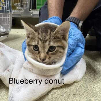 Blueberry Donut -  Domestic Short Hair Cat for Adoption in Windsor, Virginia - Blueberry Donut | PetCurious