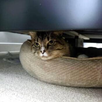 Domestic Short Hair Cats Available for Adoption - Wrangler | PetCurious