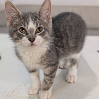 Rescue Domestic Short Hair Cats for Adoption in Chicago, Illinois - Nebbleton | PetCurious