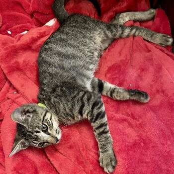 Milo -  Domestic Short Hair Cat for Adoption in Folsom, Louisiana - Milo | PetCurious