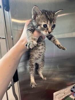 Domestic Short Hair Cats Available for Adoption in Houston, Texas - A654598 | PetCurious