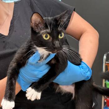 Fiona -  Domestic Short Hair Cat for Adoption in Livingston, Texas - Fiona | PetCurious