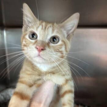 Nacho -  Domestic Short Hair Cat for Adoption in Matteson, Illinois - Nacho | PetCurious