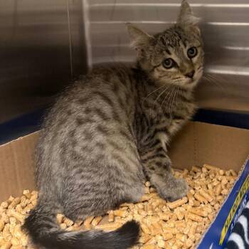 Rory -  Domestic Short Hair Cat for Adoption in Cody, Wyoming - Rory | PetCurious