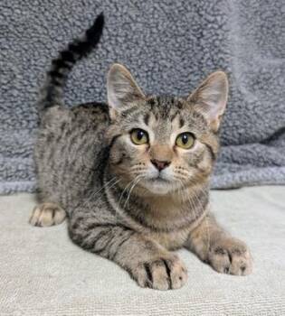 Toastie -  Domestic Short Hair Cat for Adoption in Little Falls, Minnesota - Toastie | PetCurious