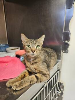 Zuri -  Domestic Short Hair Cat Available for Adoption in Ontario, Ohio - Zuri | PetCurious