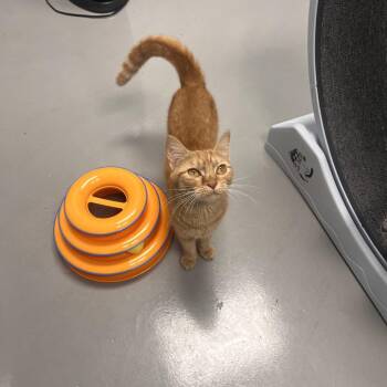 Lita -  Domestic Short Hair Cat for Adoption in Georgetown, Kentucky - Lita | PetCurious
