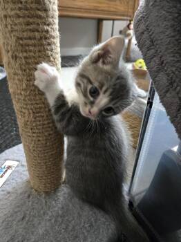 Domestic Short Hair Cats Available for Adoption in Union Grove, Wisconsin - Boop | PetCurious