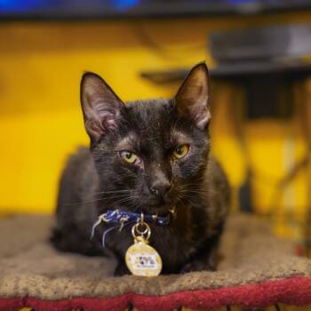 Rescue Domestic Short Hair Cats for Adoption - Tate | PetCurious