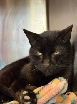 Domestic Short Hair Cats Available for Adoption in Windsor, Connecticut - 2026-34 Luthor Feral #3 | PetCurious