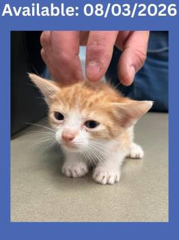 Cat Condo #12 -  Domestic Short Hair Cat for Adoption in Greenville, Texas - Cat Condo #12 | PetCurious