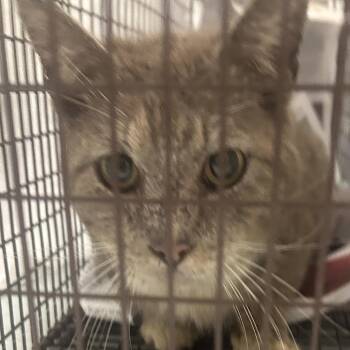 Domestic Short Hair Cats Available for Adoption in Philadelphia, Pennsylvania - LLQ Trae | PetCurious