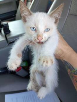 Sergeant Tibbs -  Domestic Short Hair Cat for Adoption in Rockport, Texas - Sergeant Tibbs | PetCurious