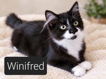 Miss Winifred -  Domestic Short Hair Cat for Adoption in Kansas City, Missouri - Miss Winifred | PetCurious