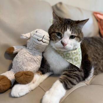 Mojo -  Tabby and Domestic Short Hair Cat for Adoption in Friendswood, Texas - Mojo | PetCurious