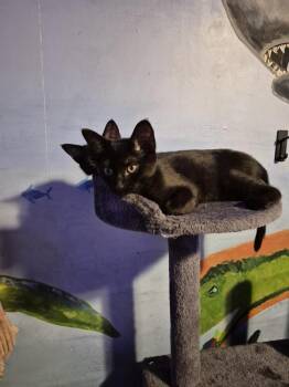 Moonlight -  Domestic Short Hair Cat Available for Adoption in Dallas, Texas - Moonlight | PetCurious