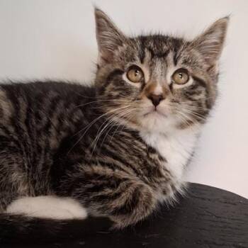 Hansel -  Domestic Short Hair Cat for Adoption in Belmont, New York - Hansel | PetCurious