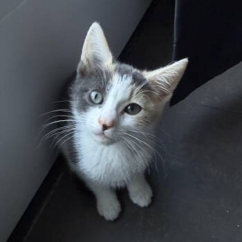 Caleeca -  Domestic Short Hair Cat for Adoption in Long Beach, California - Caleeca | PetCurious