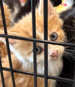 Sherbert -  Domestic Short Hair Cat for Adoption in Columbia, Illinois - Sherbert | PetCurious