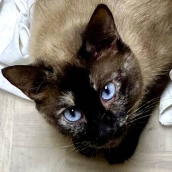 Siamese Cats Available for Adoption in Mansfield, Ohio - Blue Evergreen | PetCurious