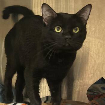 Vader -  Domestic Short Hair Cat for Adoption in Jacksboro, Tennessee - Vader | PetCurious