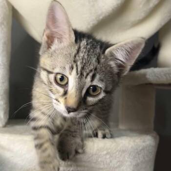 Venus -  Domestic Short Hair Cat for Adoption in Weehawken Township, New Jersey - Venus | PetCurious