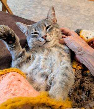 NEYMAR -  Domestic Short Hair Cat for Adoption in Charlotte, North Carolina - NEYMAR | PetCurious