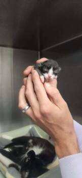 July -  Domestic Short Hair Cat for Adoption in Republic, Missouri - July | PetCurious