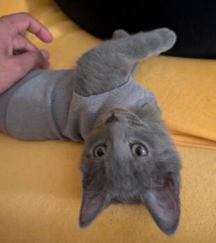 Roland -  Russian Blue Cat for Adoption in Reeseville, Wisconsin - Roland | PetCurious