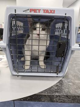 A138217 -  Domestic Short Hair Cat for Adoption in Palmetto, Florida - A138217 | PetCurious