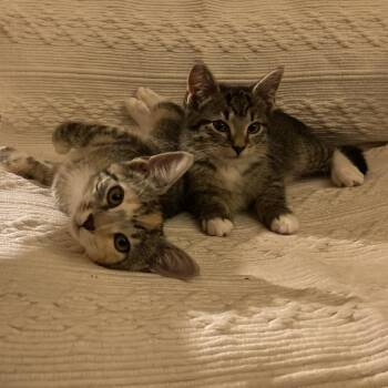 Rescue Tabby and Torbie Cats for Adoption in UNIVERSITY PA, Maryland - Luke & Leia | PetCurious