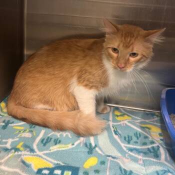 Domestic Short Hair Cats Available for Adoption in Brookfield, Missouri - Eddie | PetCurious