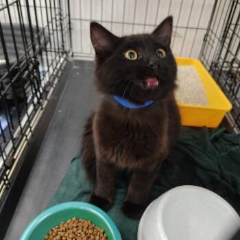 DJ -  Domestic Long Hair Cat for Adoption in Coos Bay, Oregon - DJ | PetCurious