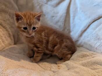 Domestic Short Hair Cats Available for Adoption - 76 | PetCurious