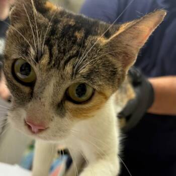 Whiskers -  Domestic Short Hair Cat for Adoption in Lufkin, Texas - Whiskers | PetCurious