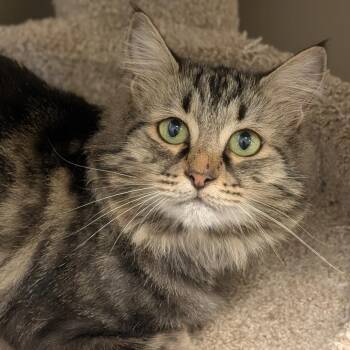 Sweet Potato -  Domestic Long Hair Cat for Adoption in Sonoma, California - Sweet Potato | PetCurious
