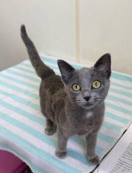 Lavender - Young Gray Cat with White Spot - #17 -  Domestic Short Hair Cat for Adoption in Mitchell, South Dakota - Lavender - Young Gray Cat With White Spot - #17 | PetCurious