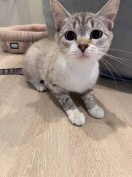 Bella -  Domestic Short Hair Cat for Adoption in Vancouver, Washington - Bella | PetCurious