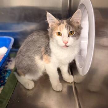 Lorelai -  Domestic Short Hair Cat for Adoption in Spokane, Washington - Lorelai | PetCurious