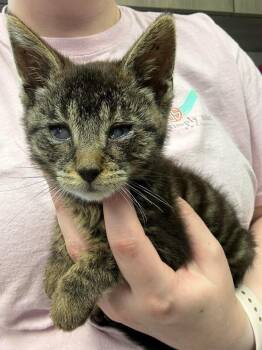 Dest -  Domestic Short Hair Cat for Adoption in Van Wert, Ohio - Dest | PetCurious