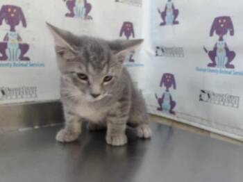 A598668 -  Domestic Short Hair Cat for Adoption in Orlando, Florida - A598668 | PetCurious