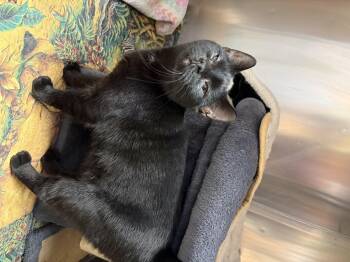 Brie -  Domestic Short Hair Cat for Adoption in Greensboro, North Carolina - Brie | PetCurious