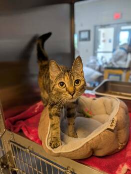 Domestic Short Hair Cats Available for Adoption in Chambersburg, Pennsylvania - Phoebe | PetCurious