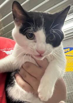 Bobby -  Domestic Short Hair Cat for Adoption in Campbellsville, Kentucky - Bobby | PetCurious