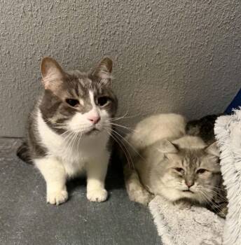 Domestic Long Hair and Domestic Short Hair Cats Available for Adoption in Lincoln, Nebraska - Mushu & Kahuna | PetCurious