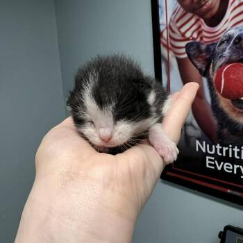 Birch (qc_kit1) -  Domestic Short Hair Cat for Adoption in Edwardsville, Illinois - Birch (qc_kit1) | PetCurious