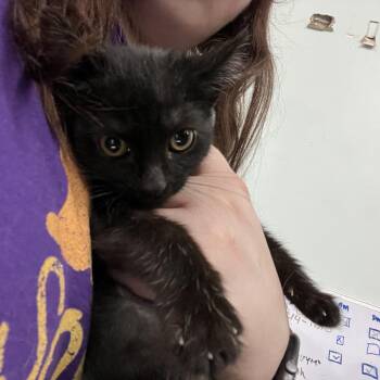 Domestic Short Hair Cats Available for Adoption - Licorice | PetCurious